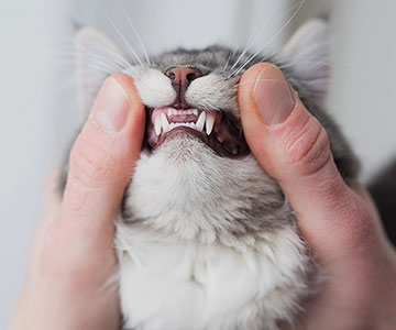 Regular check of the cat's dentition