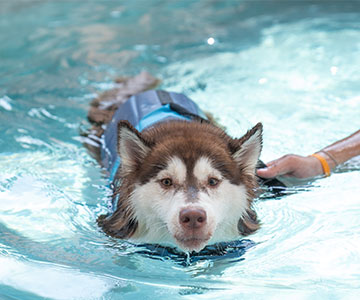 Swimming practice with dogs