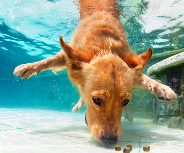 The dog dives for dog treats or dry dog food