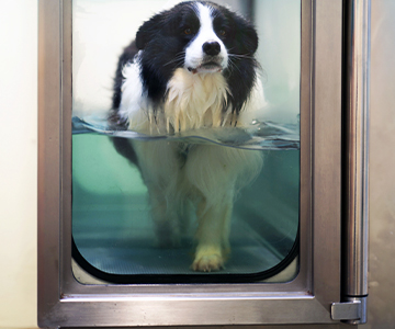 Canine physiotherapy using aquatraining to relieve joint problems
