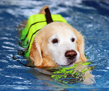Dog swimming in the water