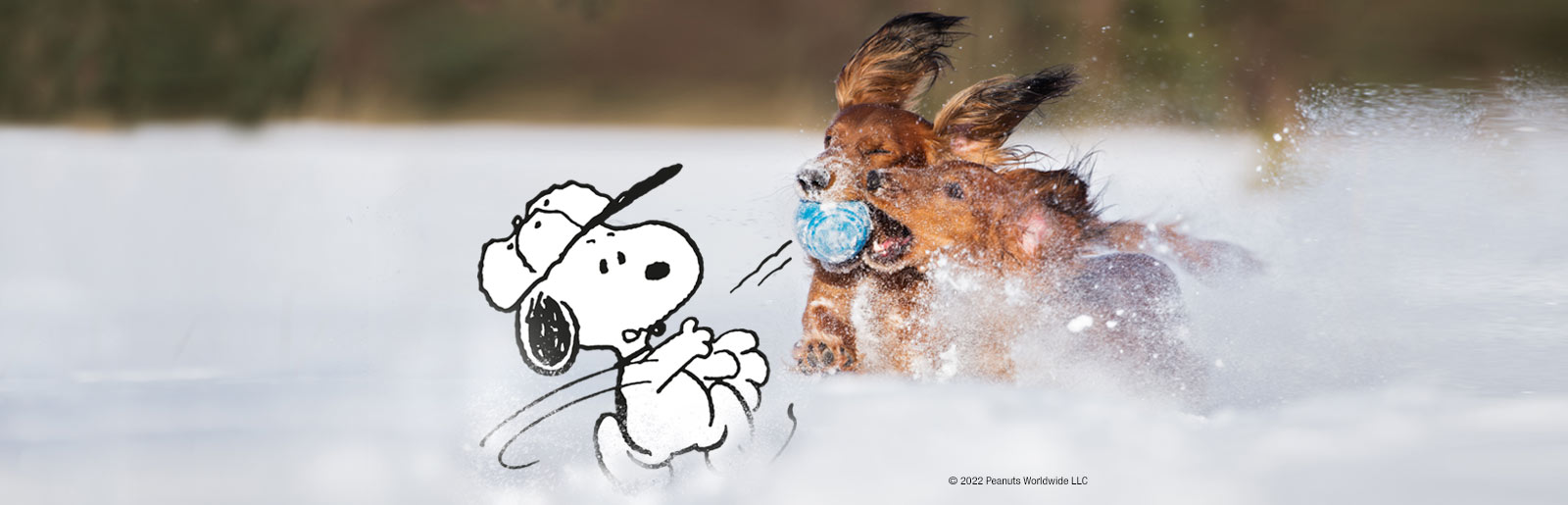 Order dog food easily and free of shipping costs