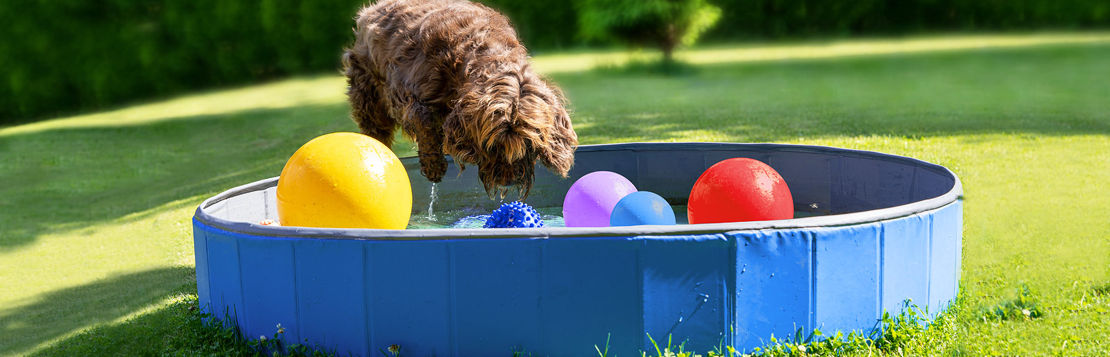 A cooling activity for dogs