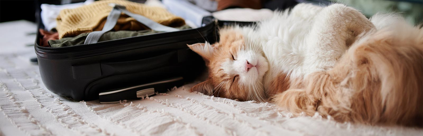 Cat lying next to the open suitcase