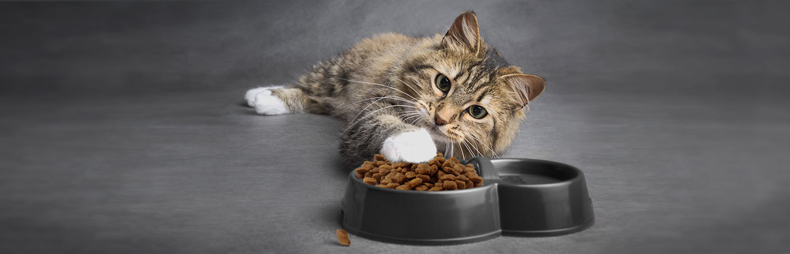 Changing the cat's food: Getting your cat used to the new cat food