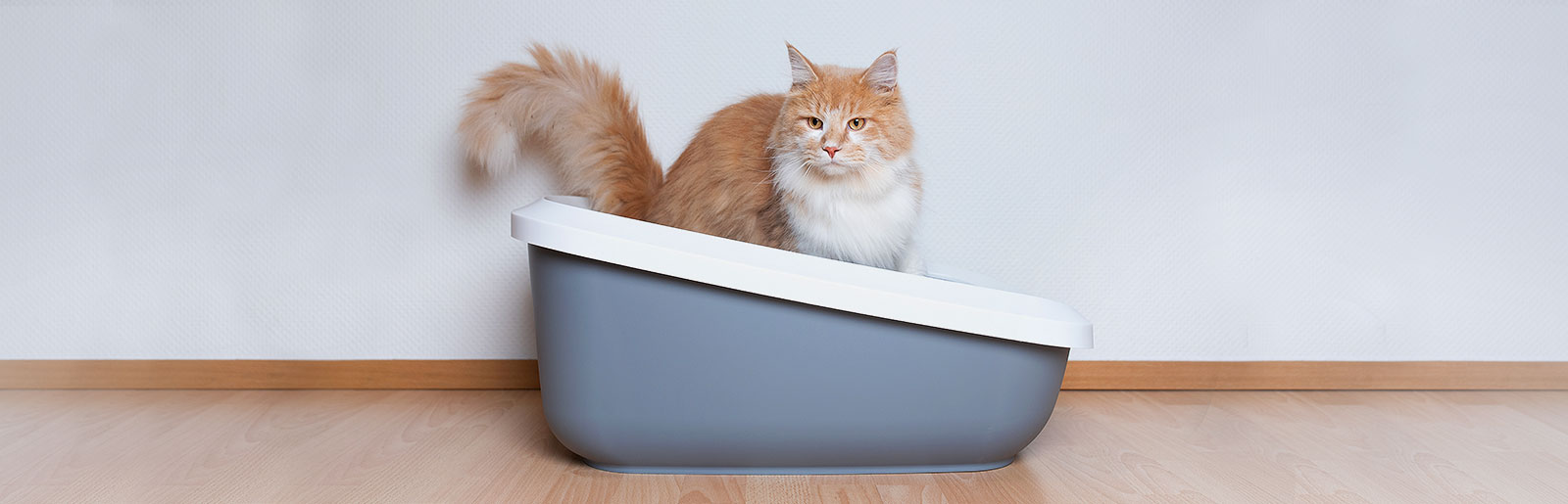 Diarrhoea in cats: Causes and tips