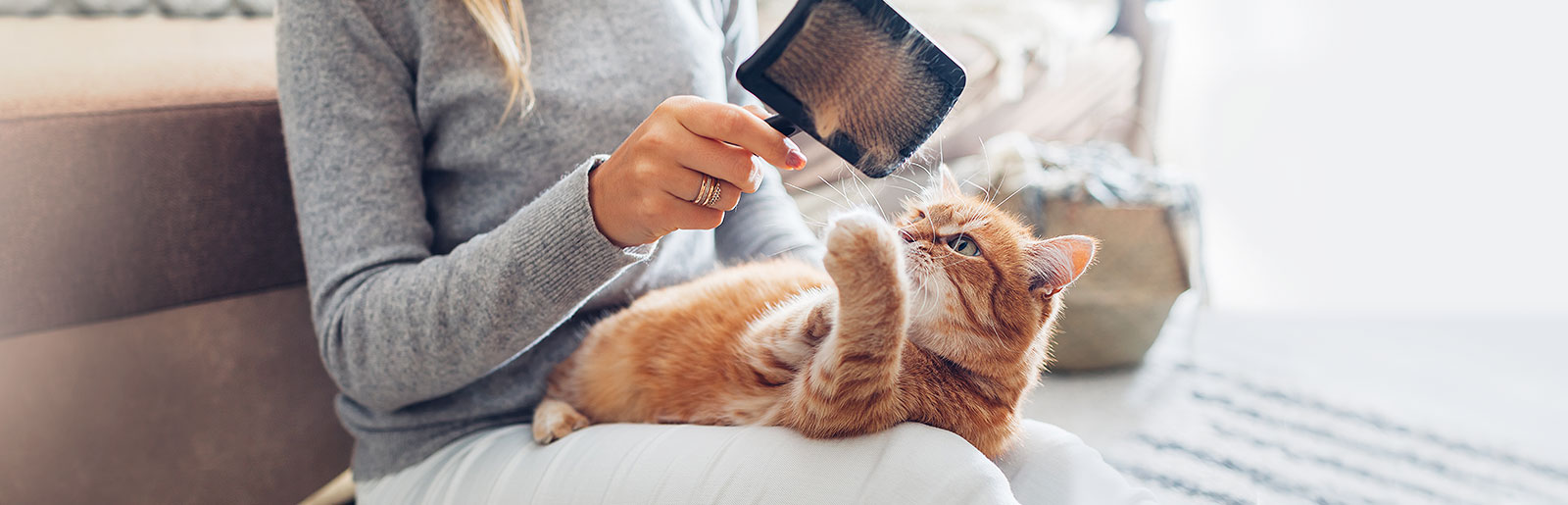 Coat care for cats: For a shiny and healthy cat coat