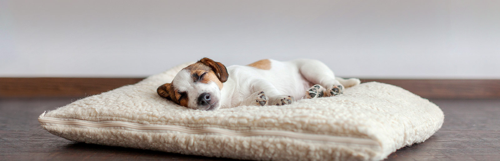 How many hours do dogs sleep per day? 