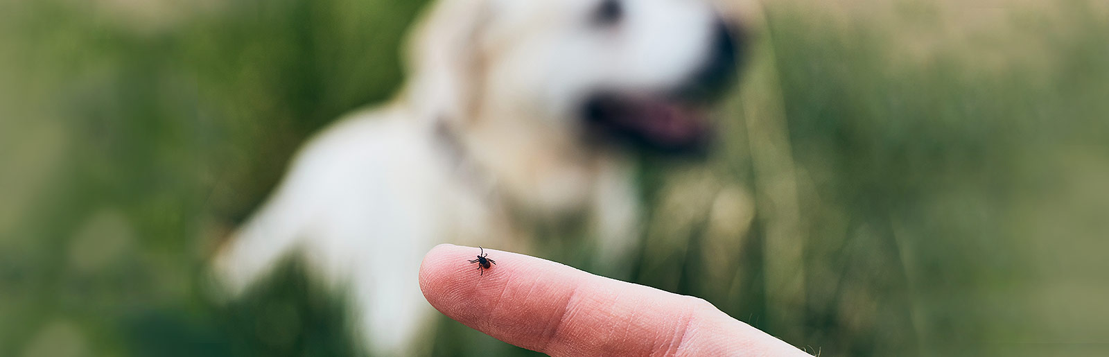 Tips for tick protection in dogs