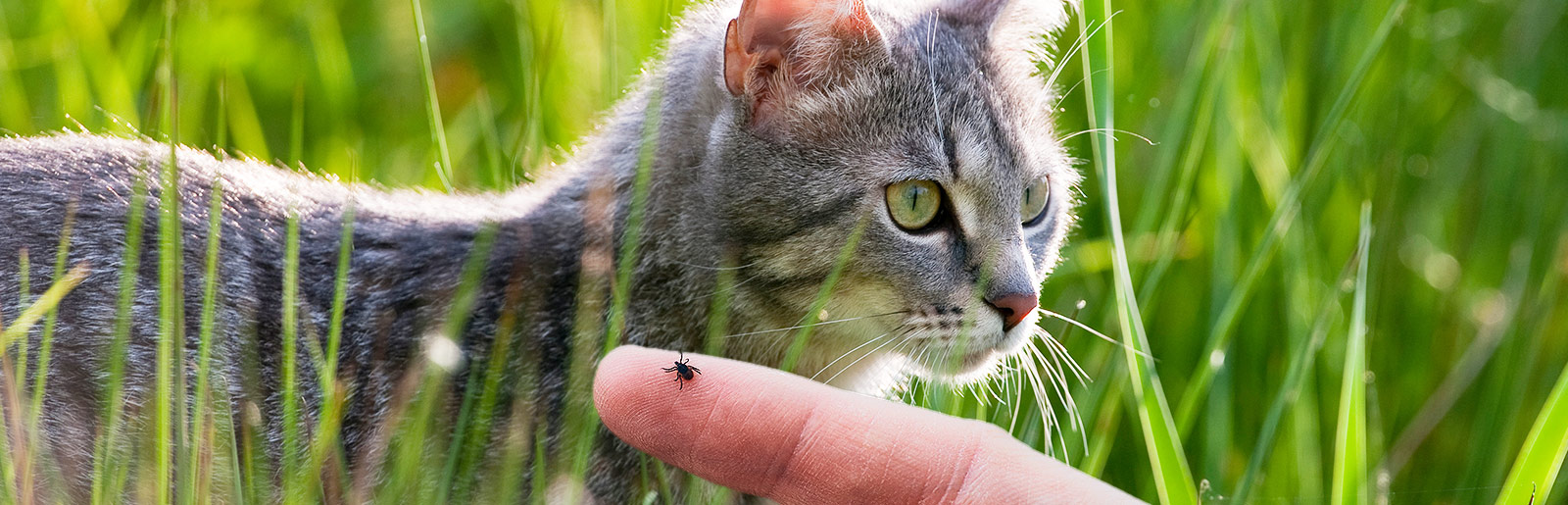 Ticks in cats: How to remove them properly