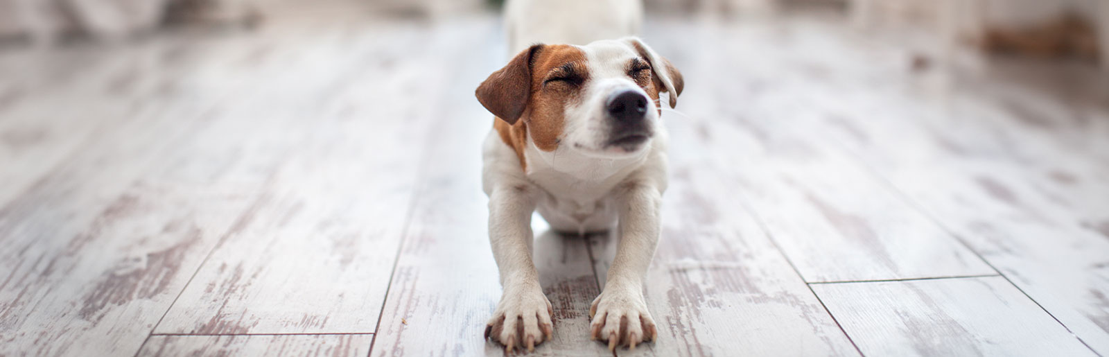 Tips on how to relieve stress in your dog