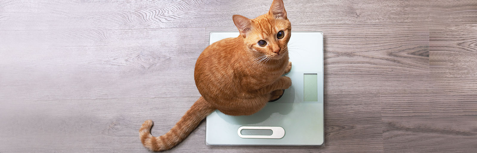 Cat sits on the scale and is weighed