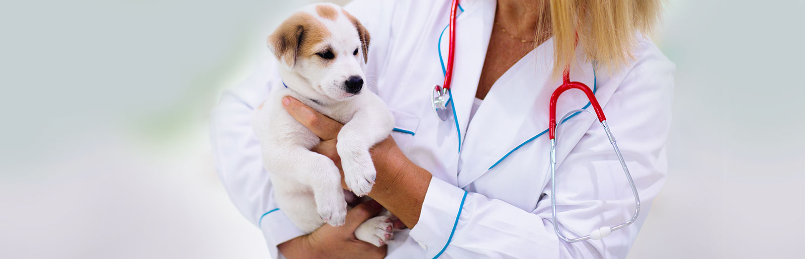 Creating positive experiences when visiting the vet with a puppy
