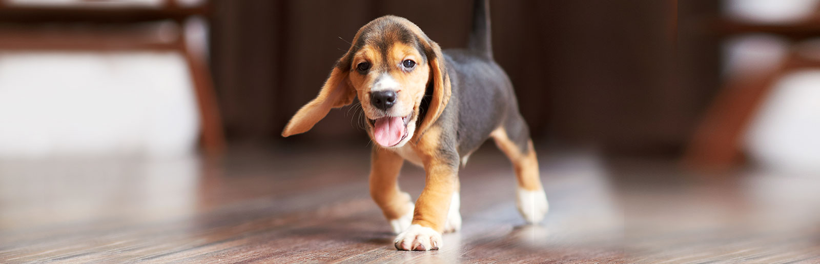 Tips on dog food, transporting the puppy home and settling in to a safe home