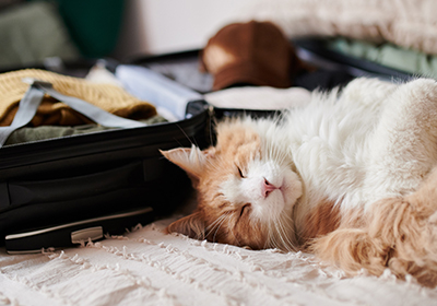 Cat lying next to open suitcase