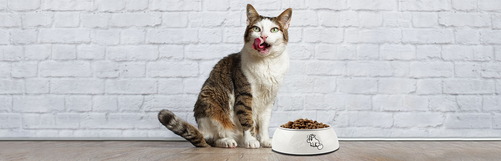 Senior cat eats MeatCrisp cat food