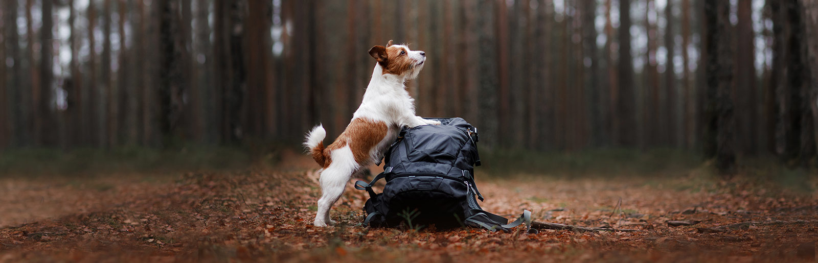 Tour into nature - Hiking adventure with your dog 