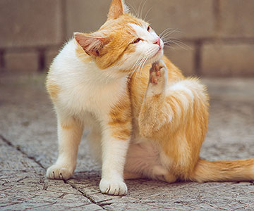 Recognise skin diseases by symptoms such as, hair loss, intense licking and scratching.