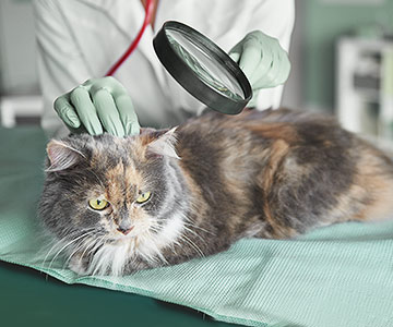 The diagnosis of a skin disease can only be made by a veterinarian.