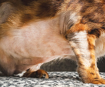Cat with allergic skin inflammation, also called atopic dermatitis.