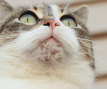 Acne in cats is called feline acne