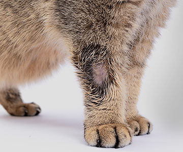 Fungal disease is also common in cats and is very contagious