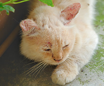 Feline fungal infestation is a common skin disease in cats