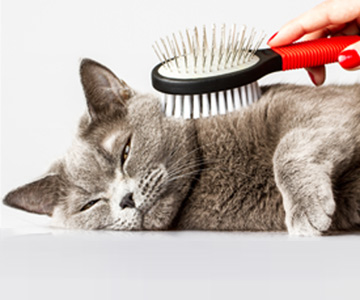BKH coat care: Cat breeds such as the British Shorthair have a stronger coat change or shed all year round. 