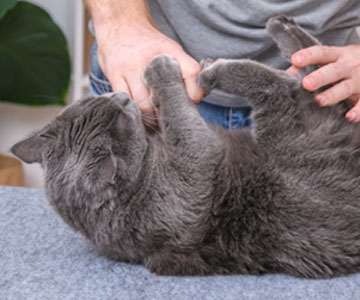 Coat care for cats: The cat does not let itself be brushed, what to do?