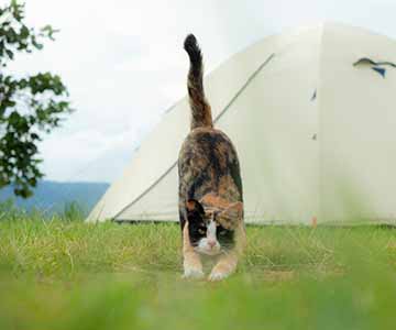 A cat stretches out on a lawn in front of a tent.