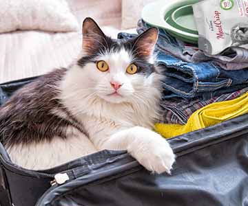 Cat sitting in suitcase