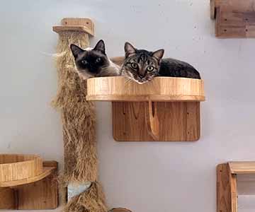Two cats are sitting on an element on a scratching post.