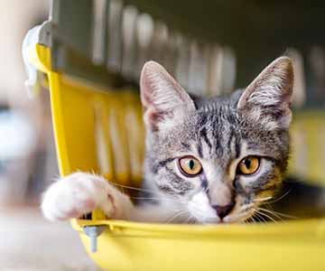 A cat is sitting in a carrier.