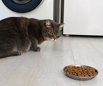 Senior cat does not eat cat food or senior cat food