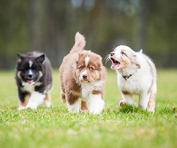 In a puppy group there should be four-legged friends of the same size and age.