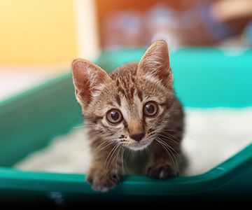 Kittens suffering from diarrhoea should be examined promptly by a vet.