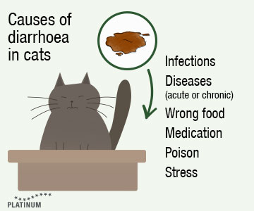 Causes of diarrhoea in cats are: Infections, diseases, wrong cat food, medication, poison or stress.