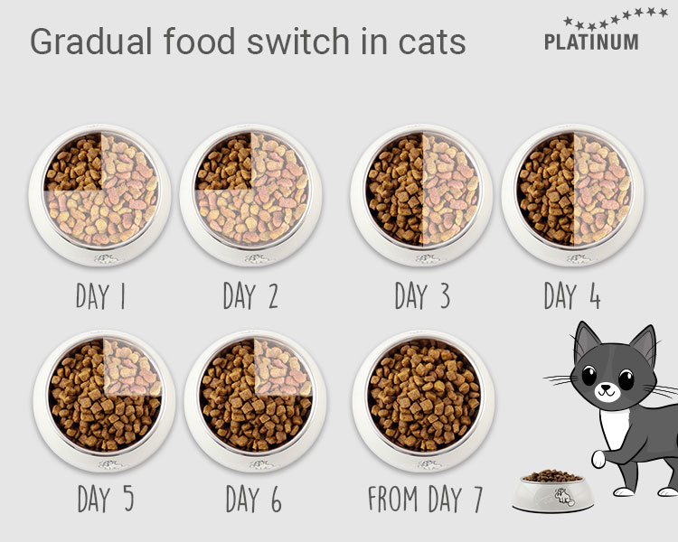 Switching to a new dry cat food: This is how it works step by step