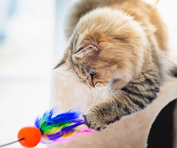 A classic that continues to enjoy great popularity among small cats is the play fishing rod.