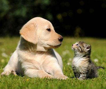 Puppy and kitten get to know each other to get used to each other