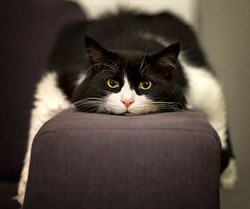 Too much cat food with too little exercise leads to overweight in cats.