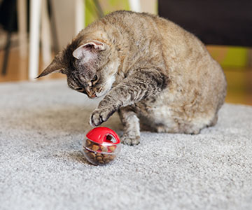 Cat playing with a food ball to get her cat food.