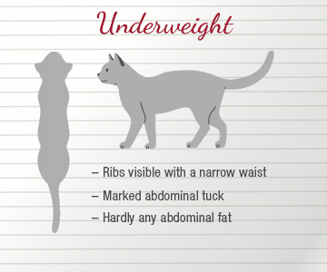 Side view and top view of an underweight cat
