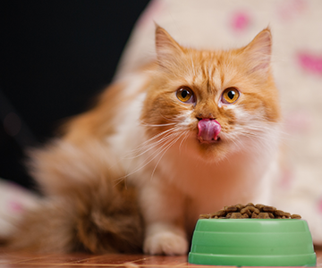Switching to a new cat food: This is how long it takes to change cat food