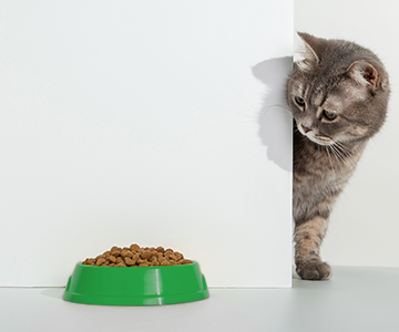 Changing cat food: The switch to a new cat food