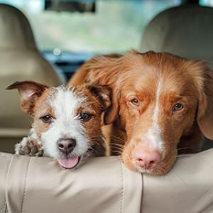 Helpful tips for going on holiday with your dog