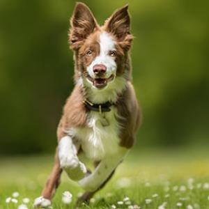 How can I tell if my dog has joint disease?