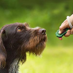 Clicker training supports the education of dogs and the learning of tricks