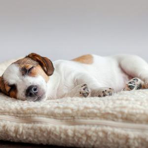 Need for sleep in dogs