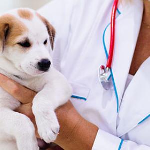 Helpful tips for a fear-free visit to the vet with your dog